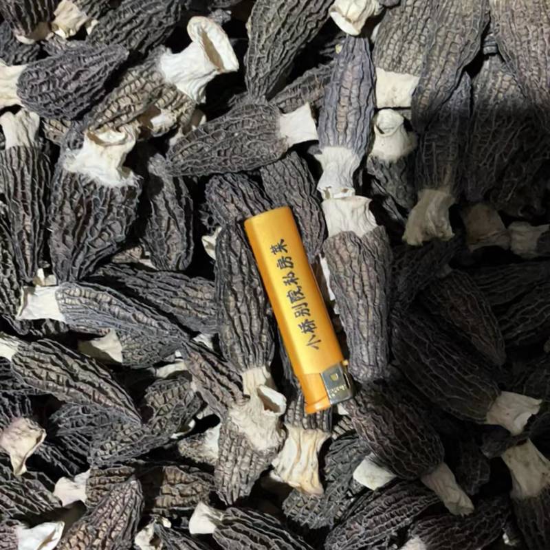 （新货）头茬羊肚菌、各种规格齐全、一手货源量大从优！
