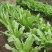 高产苦荬菜种子养鹅牧草草籽鱼猪鸡鸭鹅全国包邮发货