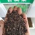 高产苦荬菜种子养鹅牧草草籽鱼猪鸡鸭鹅全国包邮发货