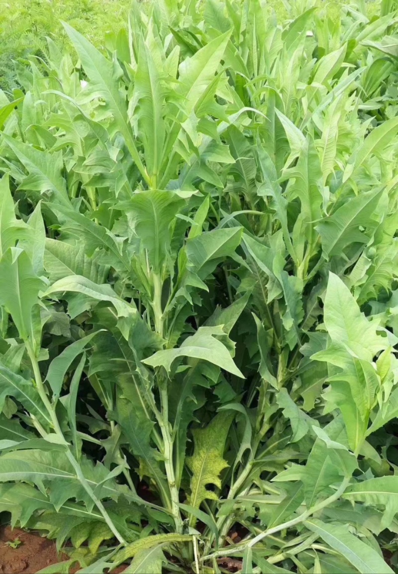 高产苦荬菜种子养鹅牧草草籽鱼猪鸡鸭鹅全国包邮发货