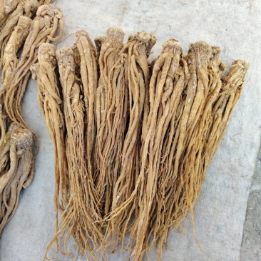 ***当归，甘肃岷县原产地当归精品优质水洗黄当归中个