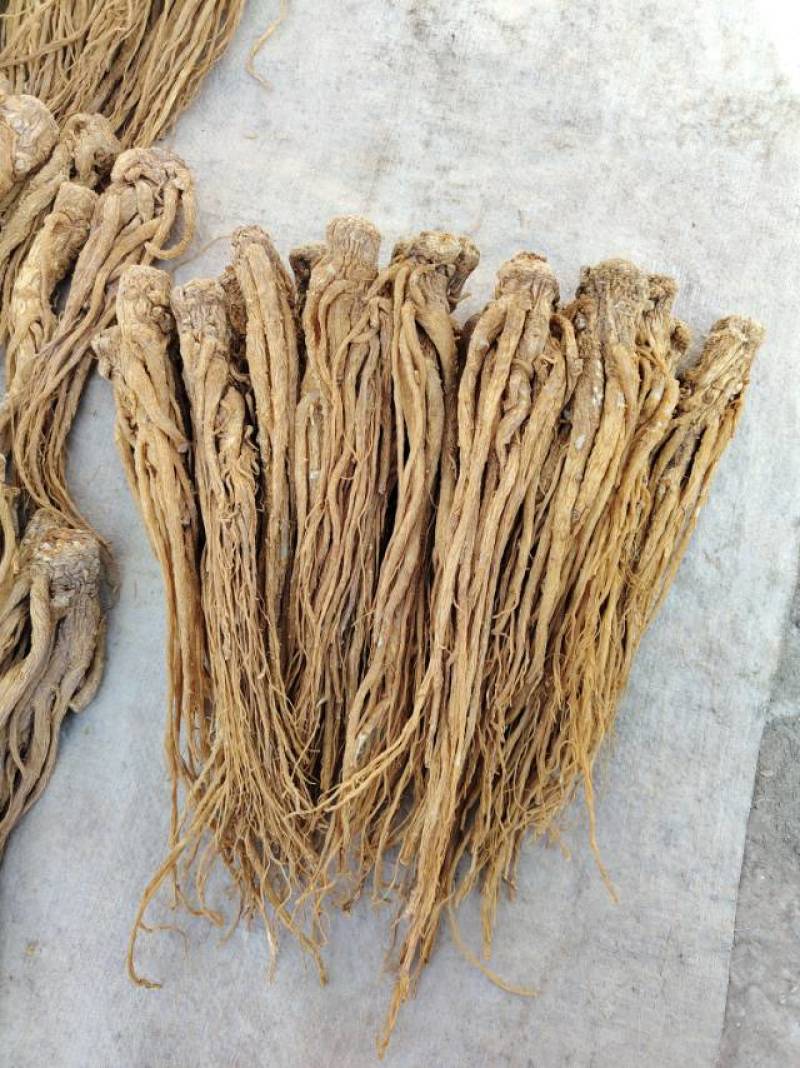 ***当归，甘肃岷县原产地当归精品优质水洗黄当归中个