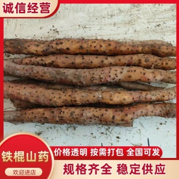 正宗垆土铁棍山药，货量充足，现挖现发，品质佳，欢迎咨询