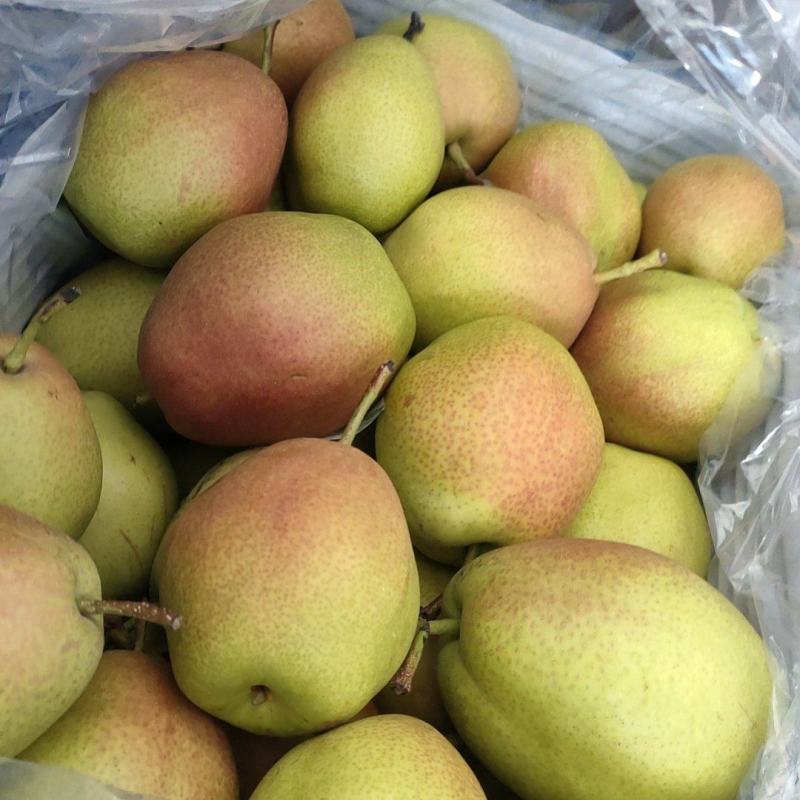 红香酥梨常年供应支持视频看货品种保证诚信经营