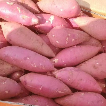 西瓜红红薯正宗沙地红薯甘甜香糯精选大果量大从优