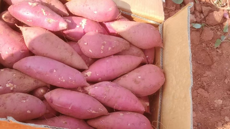 西瓜红红薯正宗沙地红薯甘甜香糯精选大果量大从优