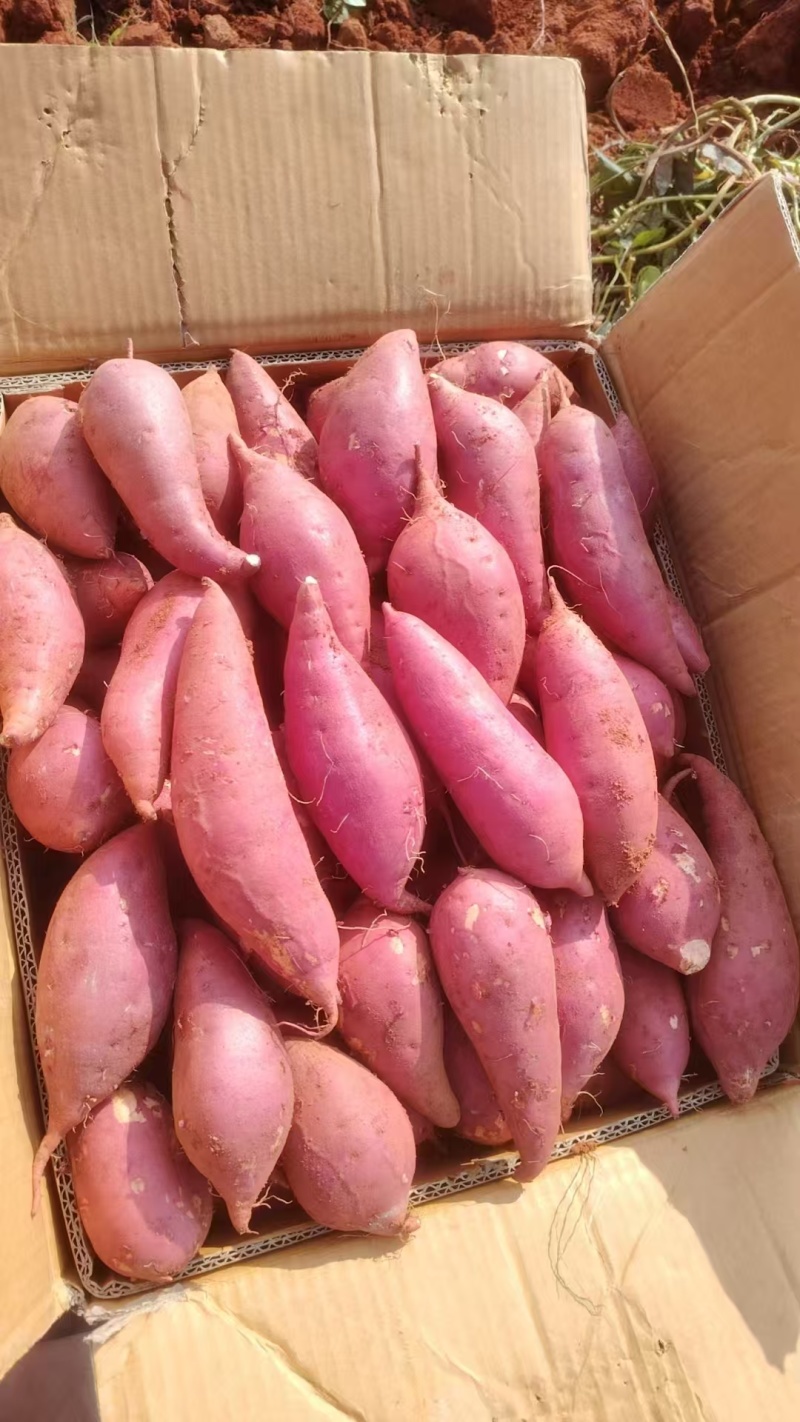 西瓜红红薯正宗沙地红薯甘甜香糯精选大果量大从优