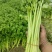 江苏芹菜小香芹产地一手货源质量好价格优各大电商市场