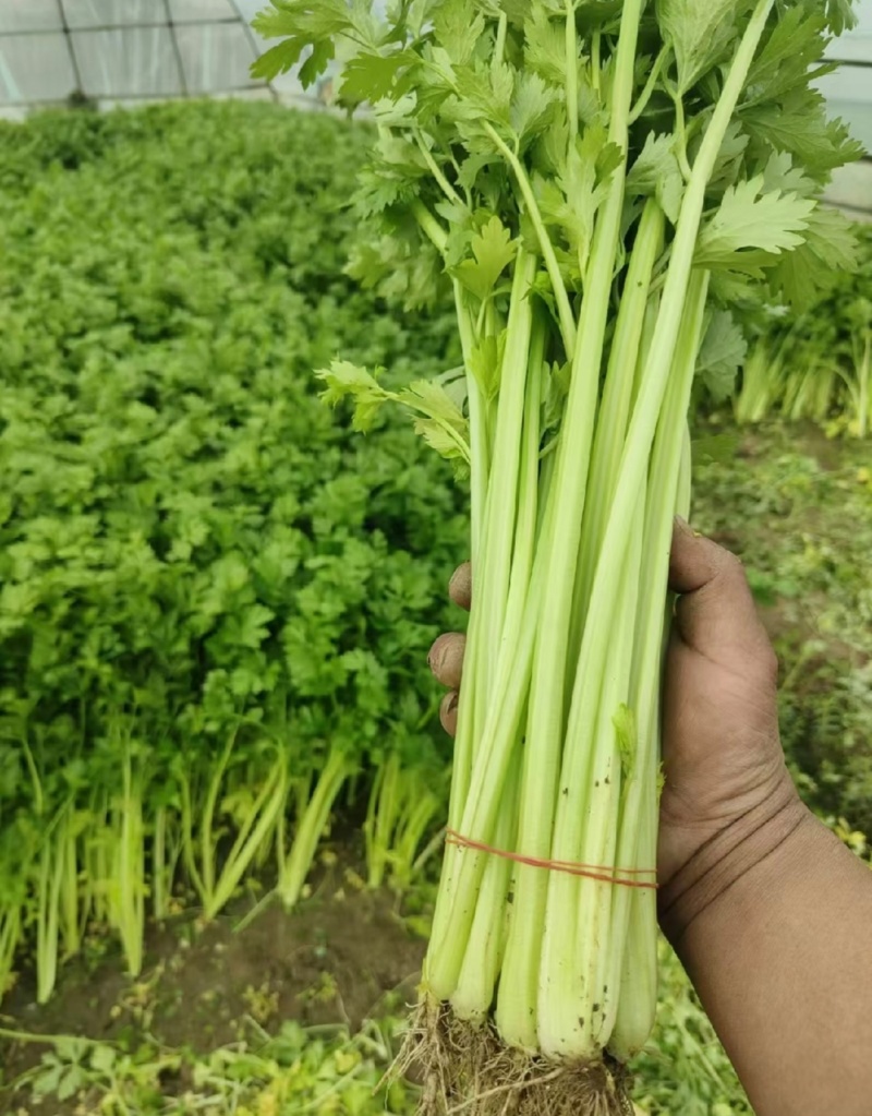 江苏芹菜小香芹产地一手货源质量好价格优各大电商市场