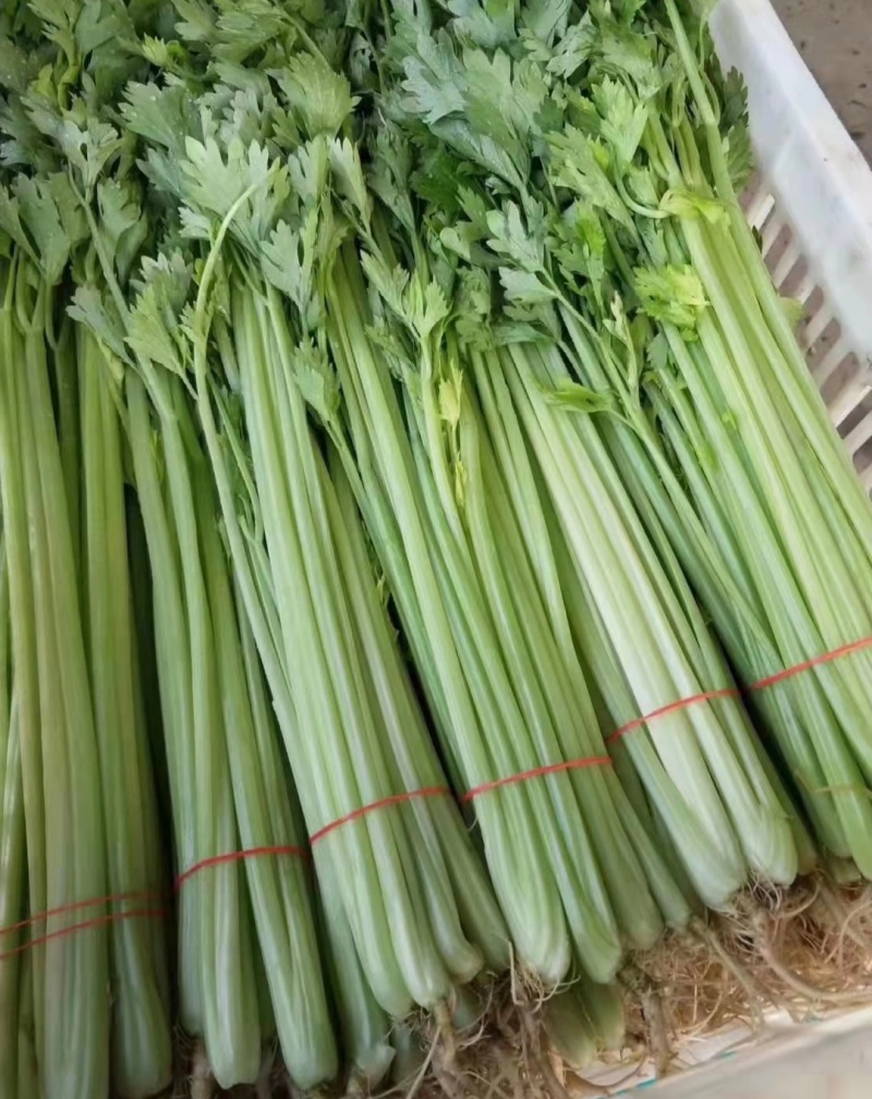 江苏芹菜小香芹产地一手货源质量好价格优各大电商市场