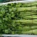 江苏芹菜小香芹产地一手货源质量好价格优各大电商市场