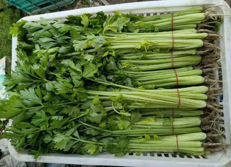 江苏芹菜小香芹产地一手货源质量好价格优各大电商市场