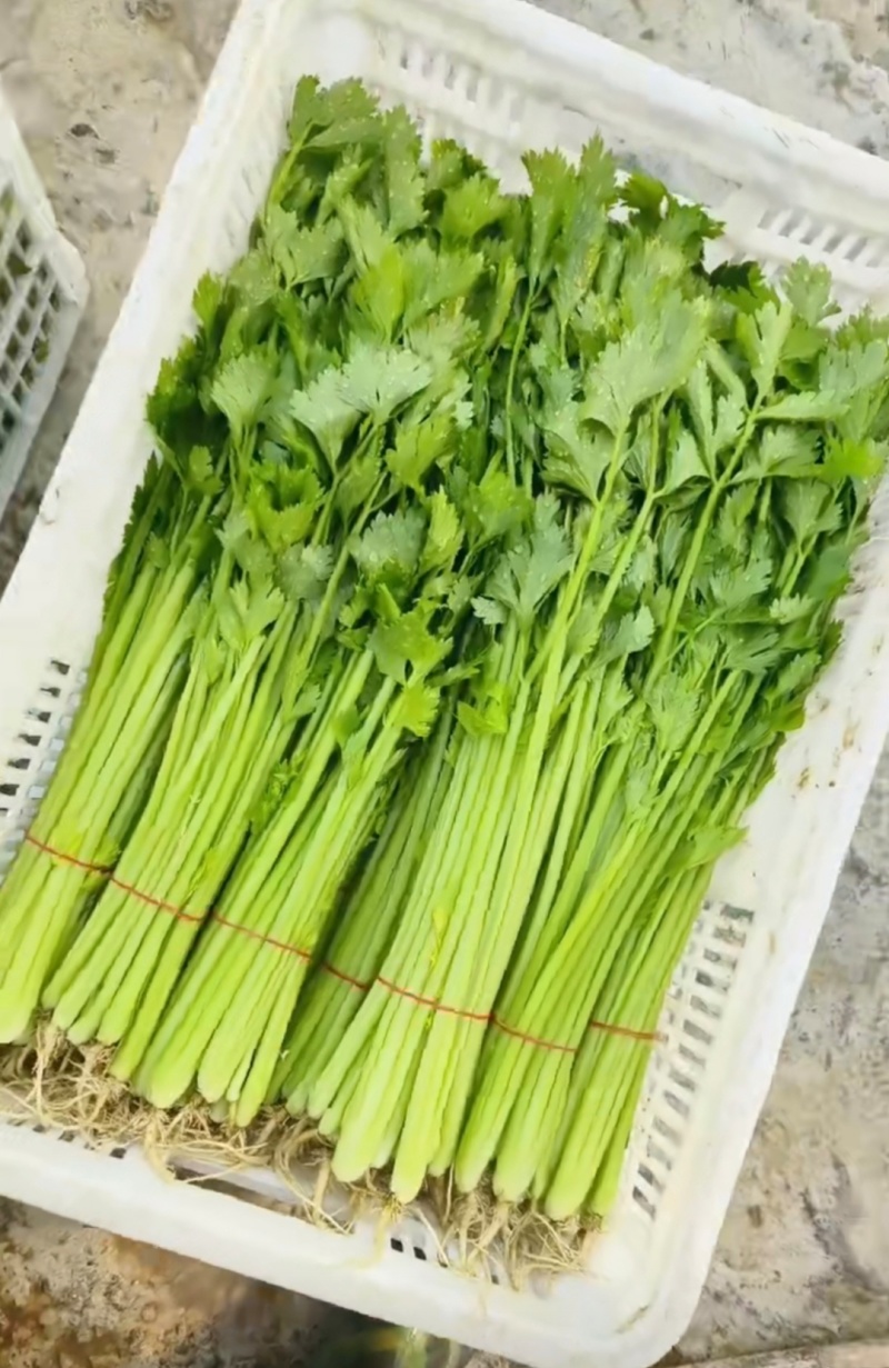江苏芹菜小香芹产地一手货源质量好价格优各大电商市场