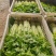 江苏芹菜小香芹产地一手货源质量好价格优各大电商市场