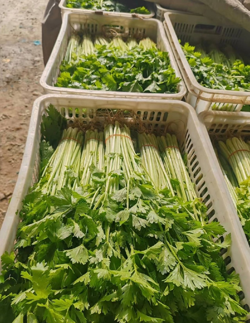 江苏芹菜小香芹产地一手货源质量好价格优各大电商市场