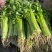 江苏芹菜小香芹产地一手货源质量好价格优各大电商市场
