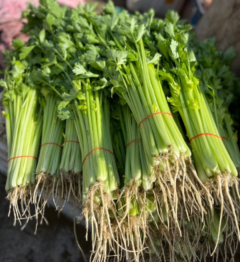 江苏芹菜小香芹产地一手货源质量好价格优各大电商市场