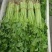 江苏芹菜小香芹产地一手货源质量好价格优各大电商市场