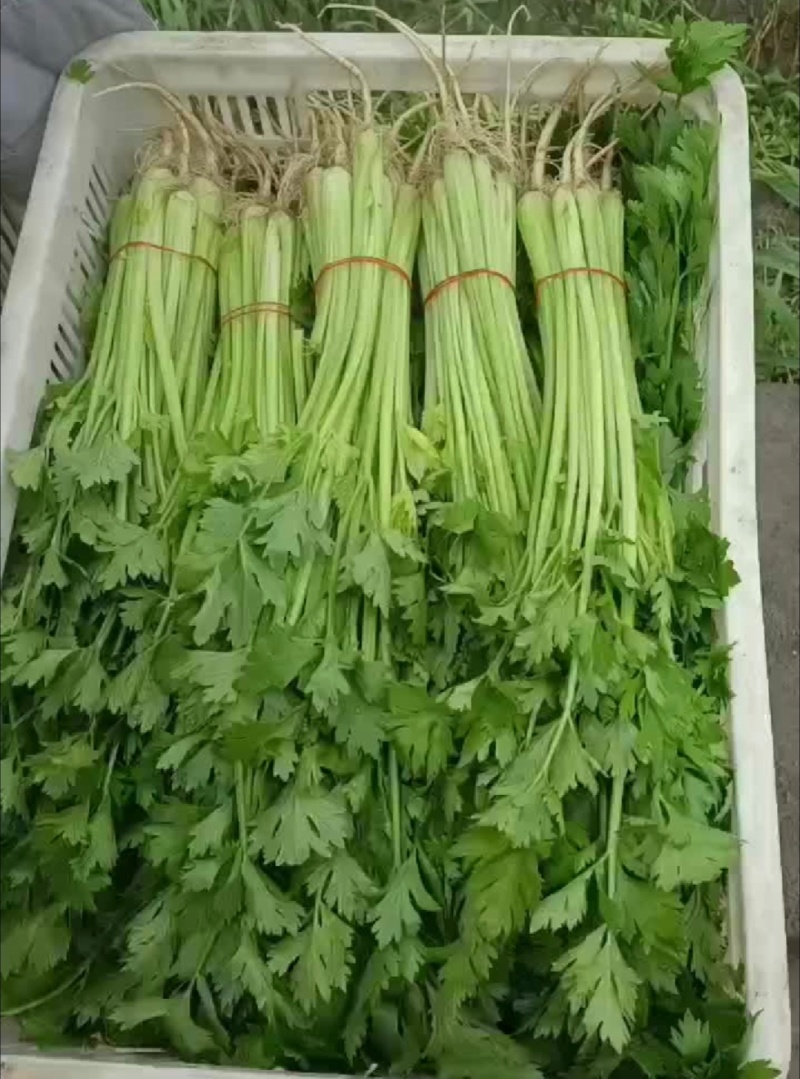 江苏芹菜小香芹产地一手货源质量好价格优各大电商市场