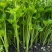 江苏芹菜小香芹产地一手货源质量好价格优各大电商市场
