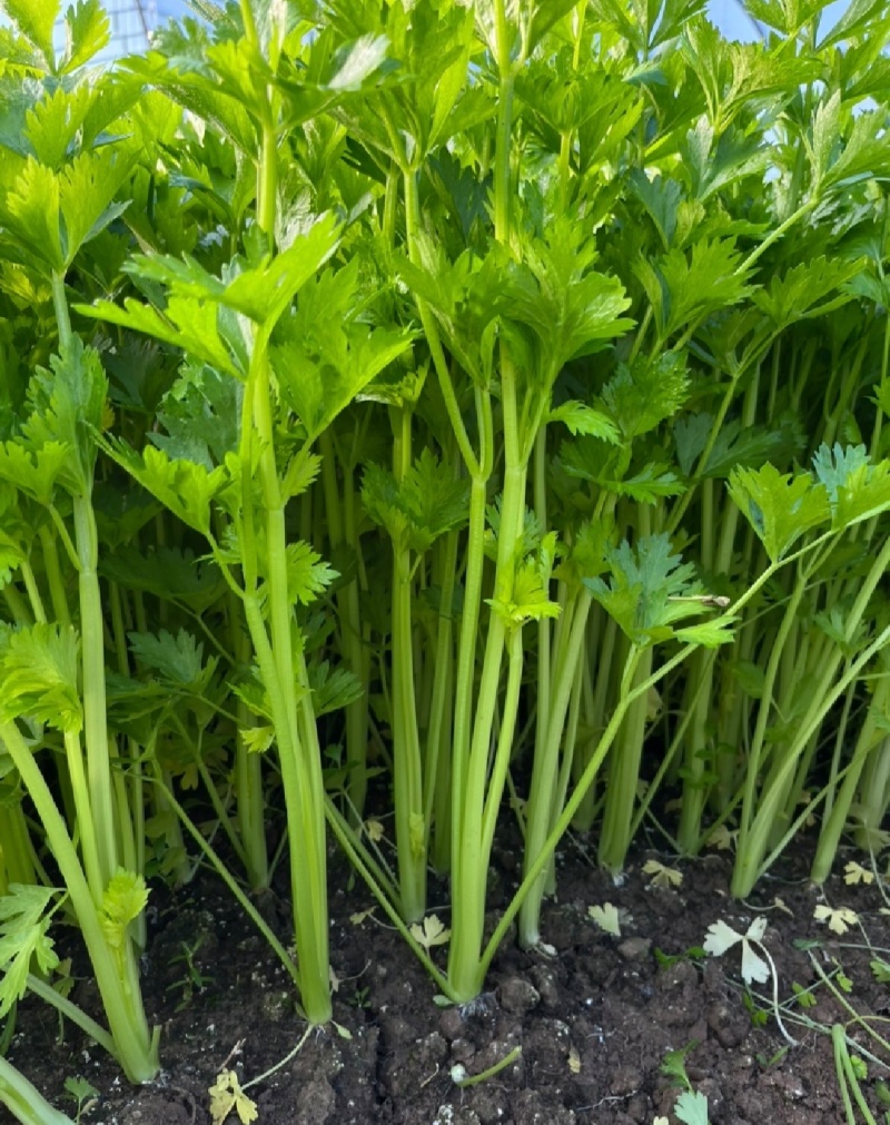 江苏芹菜小香芹产地一手货源质量好价格优各大电商市场