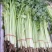 江苏芹菜小香芹产地一手货源质量好价格优各大电商市场