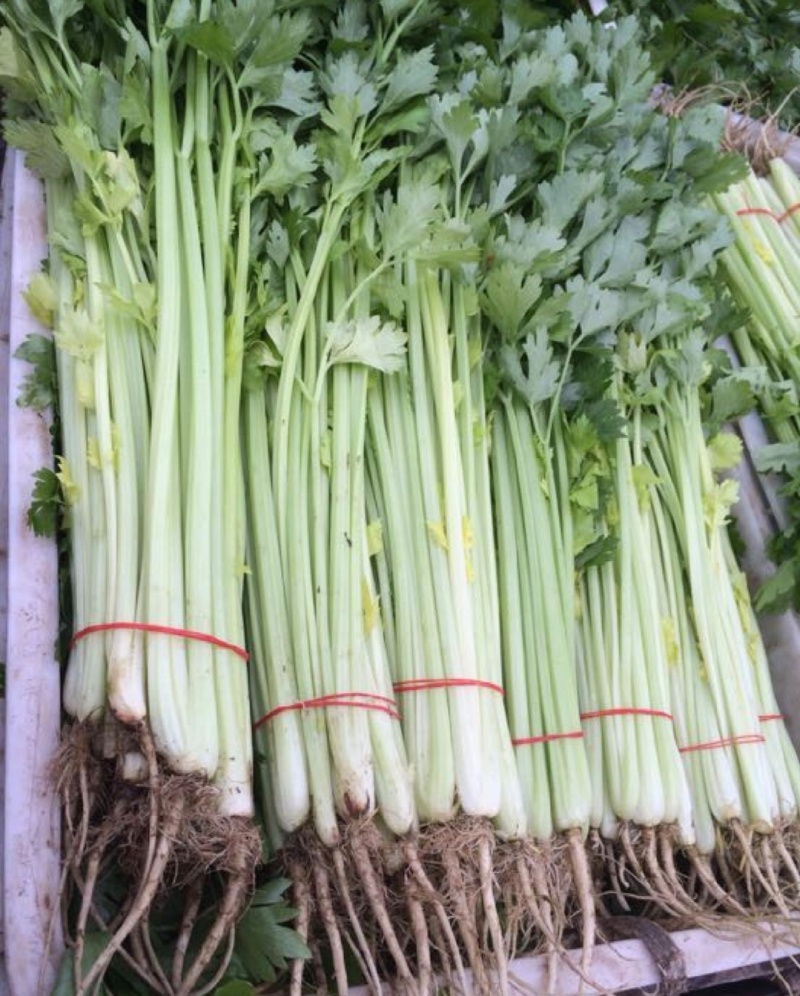 江苏芹菜小香芹产地一手货源质量好价格优各大电商市场