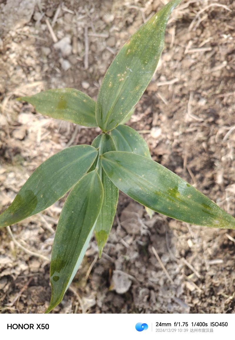 大量黄金石菖蒲苗子