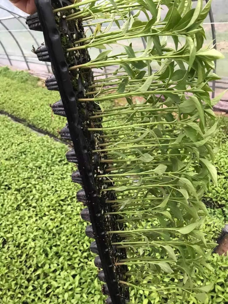 辣椒苗，黄皮椒苗，苗根粗壮，品种齐全，基地直供，欢迎咨询