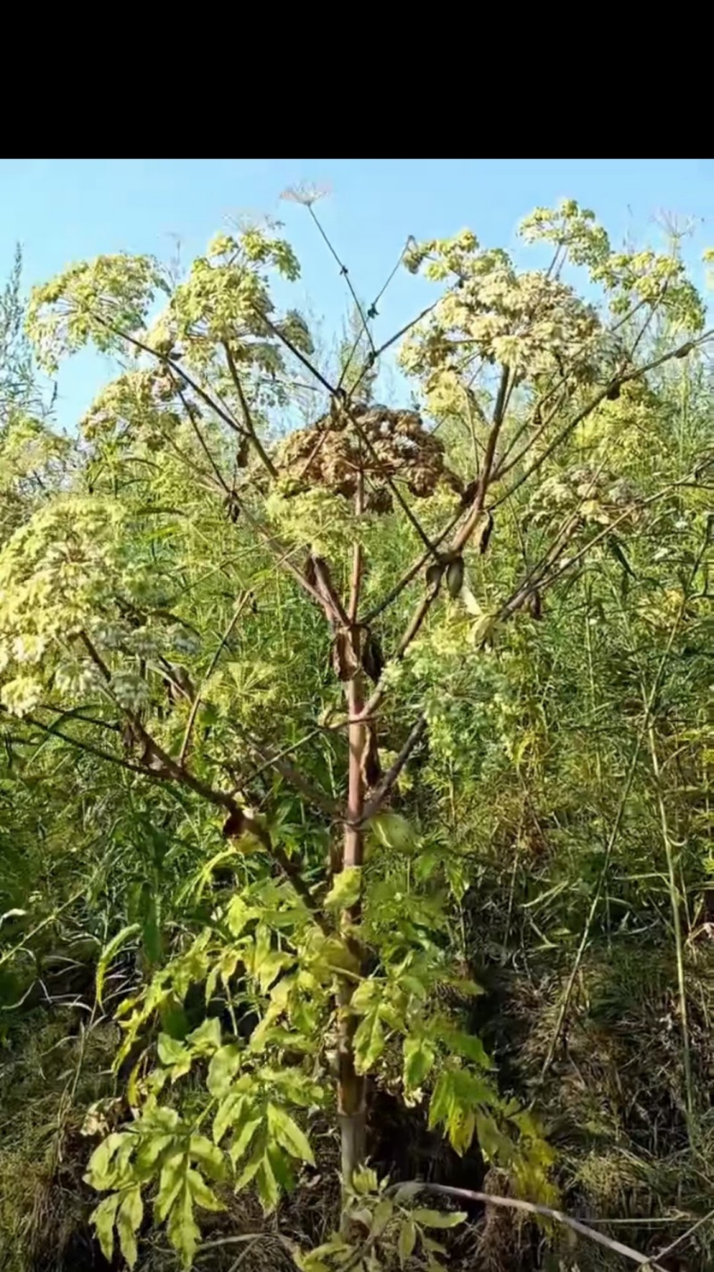 两年生白芷种子
