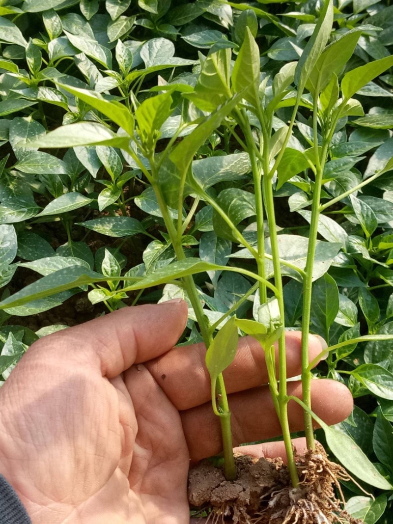 辣椒苗，线椒苗，苗根粗壮，成活率高，产地直供量大从优