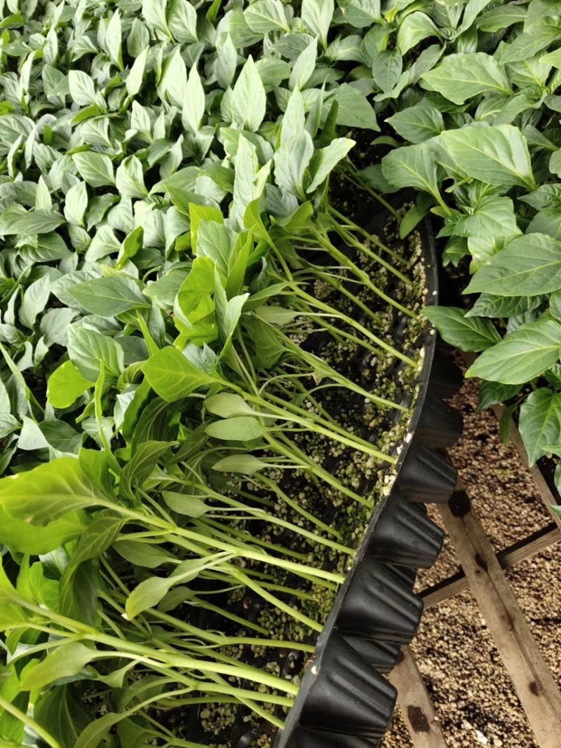 辣椒苗，线椒苗，苗根粗壮，成活率高，产地直供量大从优