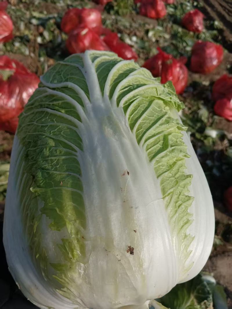 精品黄心白菜产地直供大量有货，价格公道，欢迎咨询