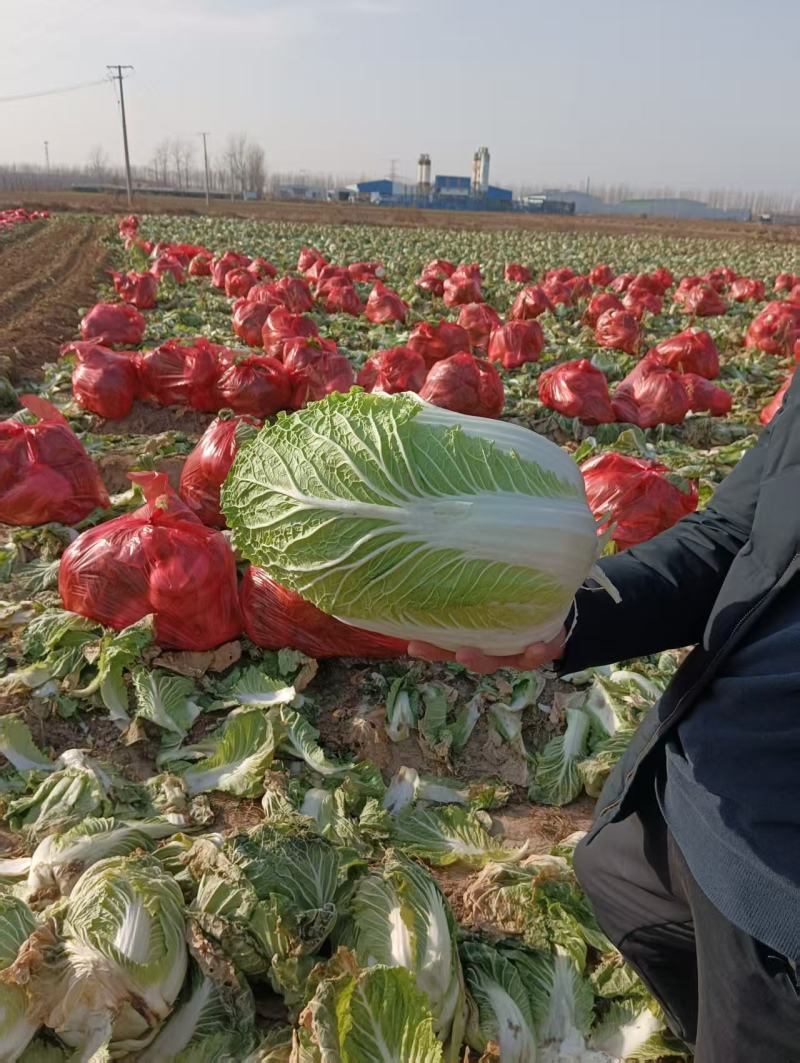 精品黄心白菜产地直供大量有货，价格公道，欢迎咨询