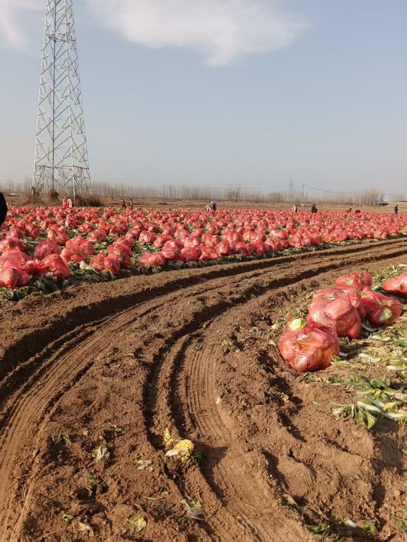 精品黄心白菜产地直供大量有货，价格公道，欢迎咨询