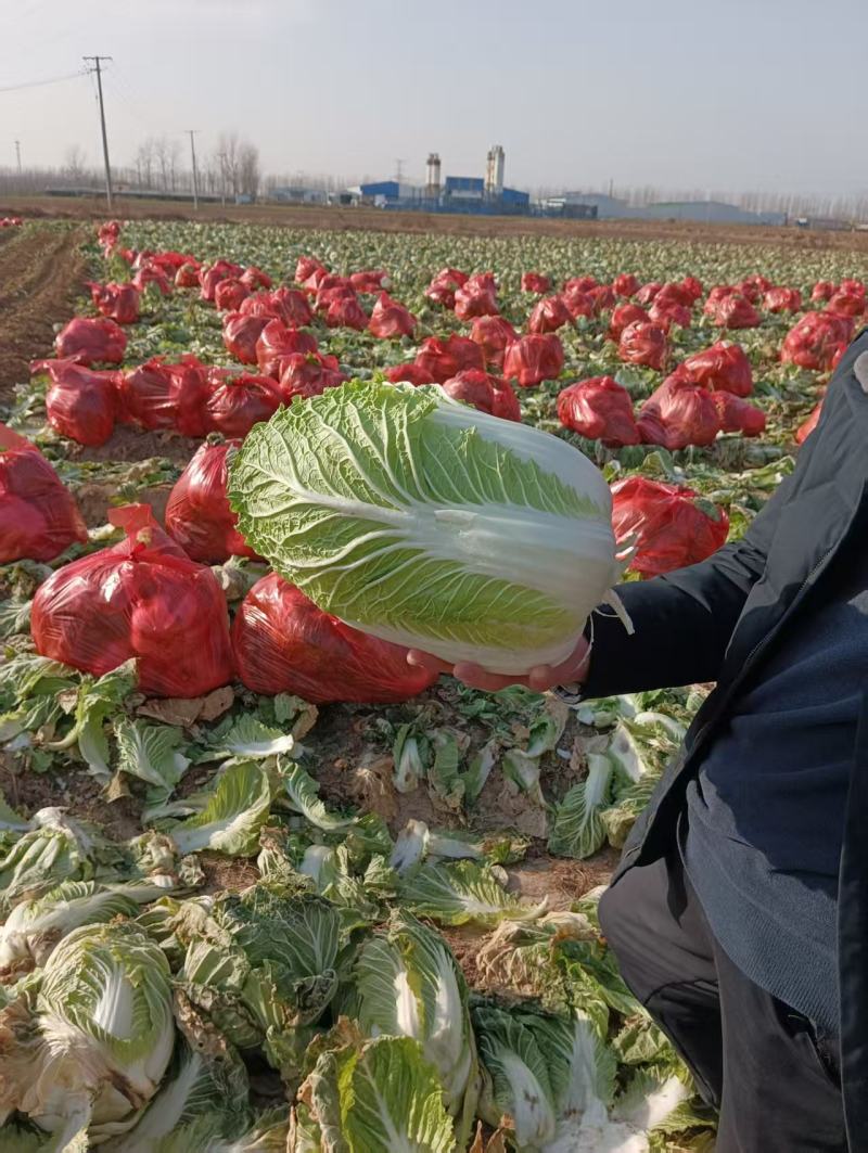 精品黄心白菜产地直供大量有货，价格公道，欢迎咨询