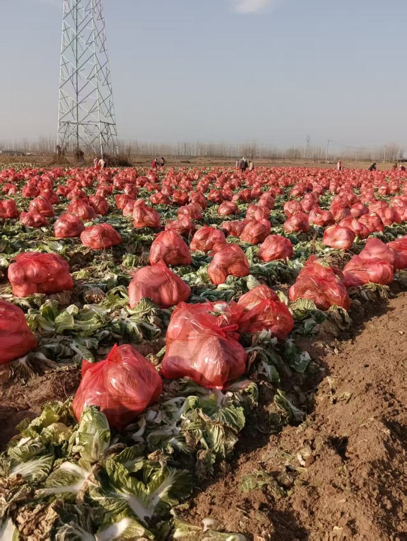 精品黄心白菜产地直供大量有货，价格公道，欢迎咨询
