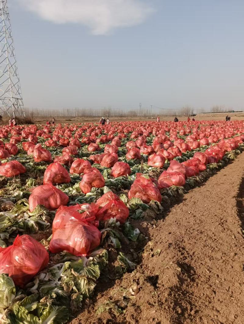 精品黄心白菜产地直供大量有货，价格公道，欢迎咨询