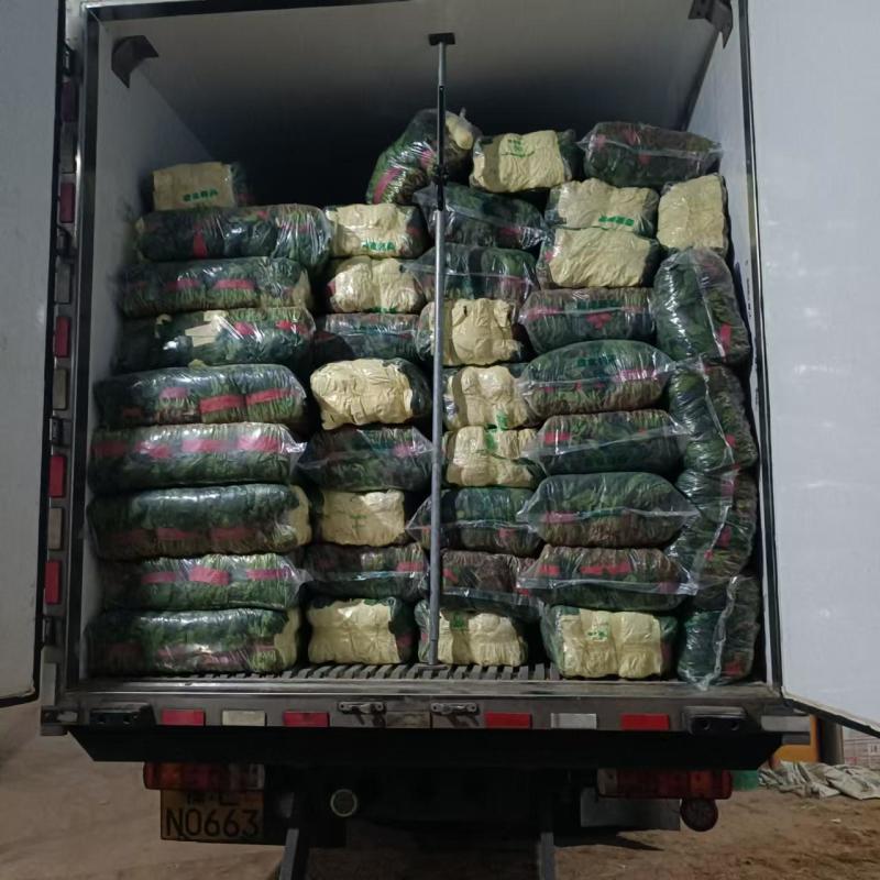 正宗菠菜保质保量价格美丽下单秒发