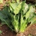 江苏通州菠菜小叶菠菜基地直供量大从优实力代发全国