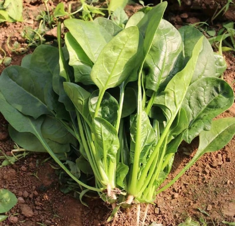 江苏通州菠菜小叶菠菜基地直供量大从优实力代发全国