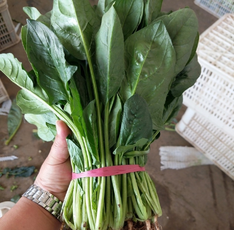 江苏通州菠菜小叶菠菜基地直供量大从优实力代发全国