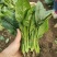江苏通州菠菜小叶菠菜基地直供量大从优实力代发全国