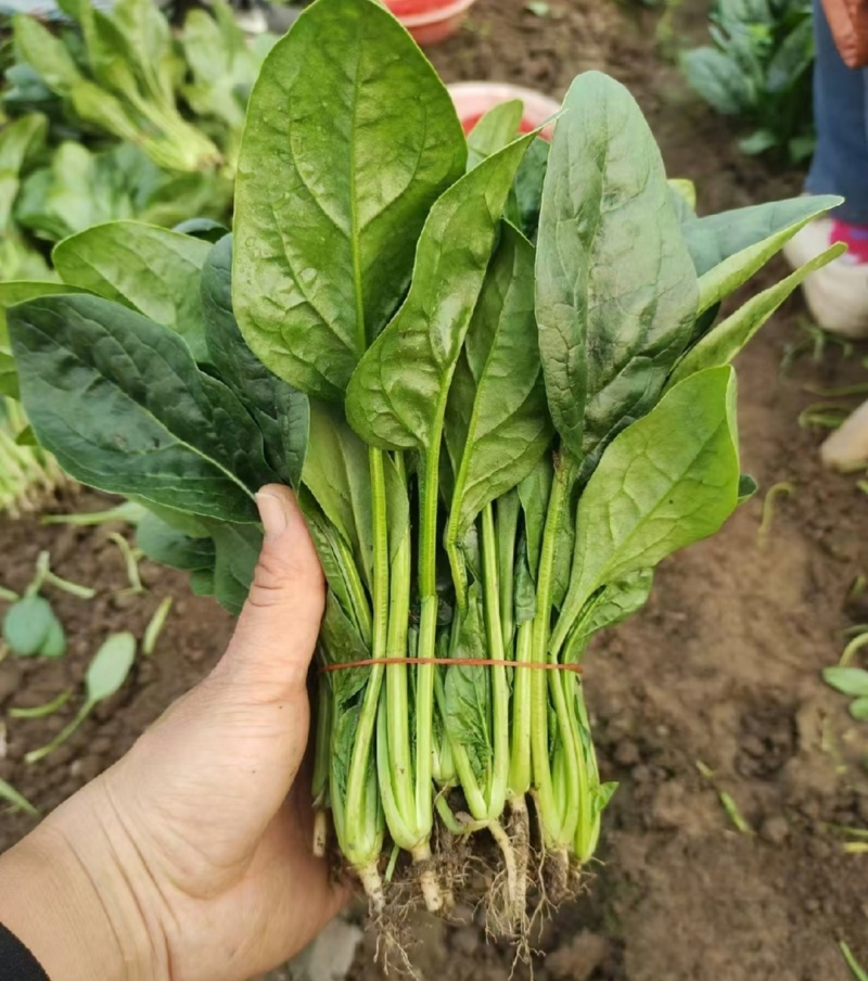 江苏通州菠菜小叶菠菜基地直供量大从优实力代发全国