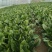 江苏通州菠菜小叶菠菜基地直供量大从优实力代发全国