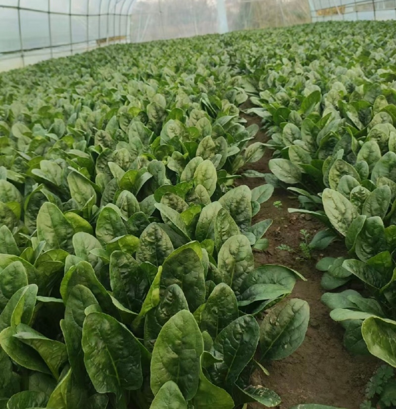 江苏通州菠菜小叶菠菜基地直供量大从优实力代发全国