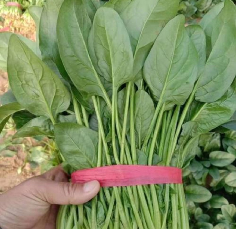 江苏通州菠菜小叶菠菜基地直供量大从优实力代发全国