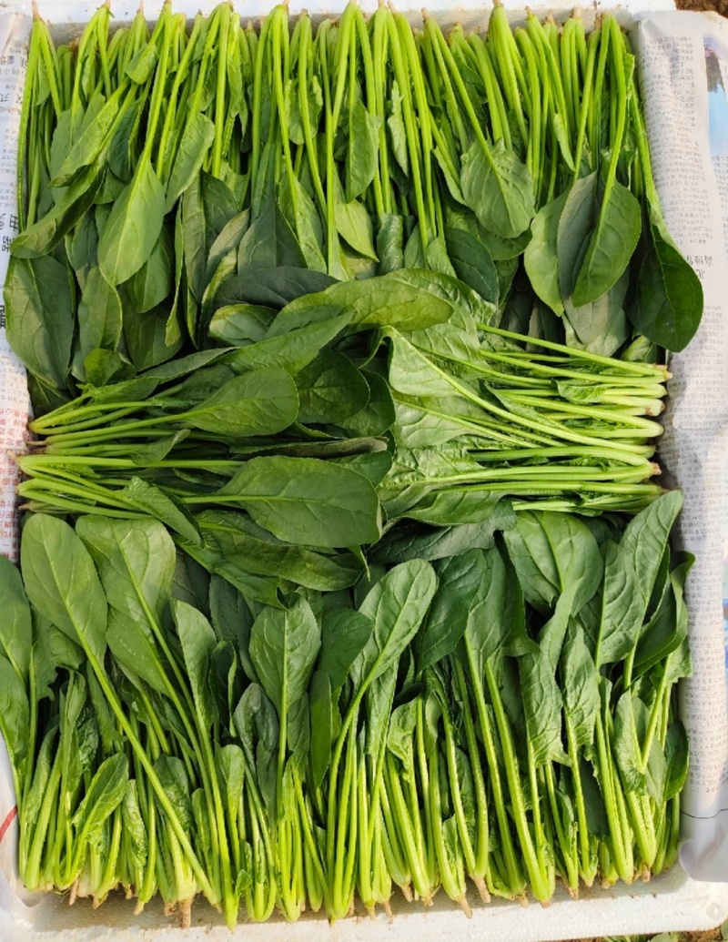 江苏通州菠菜小叶菠菜基地直供量大从优实力代发全国