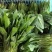 江苏通州菠菜小叶菠菜基地直供量大从优实力代发全国