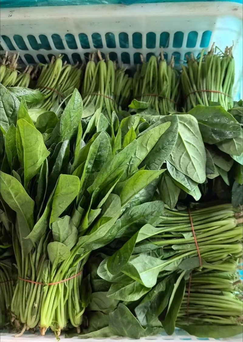 江苏通州菠菜小叶菠菜基地直供量大从优实力代发全国